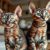 Devon rex czy cornish rex – porównanie wyglądu, sierści, charakteru i pielęgnacji